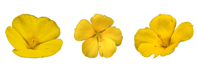 yellow flower isolated on white - obrazy, fototapety, plakaty