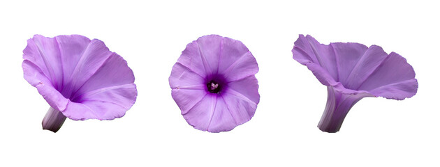 purple iris flower isolated on white