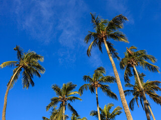 Obraz premium Palm trees with green leaves on a blue sky sunny day Rio de Janeiro brazil
