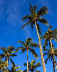 Fototapeta na wymiar Palm trees with green leaves on a blue sky sunny day Rio de Janeiro brazil
