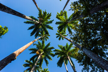 Palm trees with green leaves on a blue sky sunny day Rio de Janeiro brazil