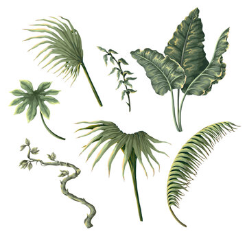 Jungle plants and leaves in victorian style isolated. Vector.