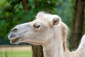 Dromedary head 