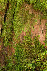 Green moss on the bark of an old tree. Natural background.