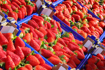 baskets of ripe red strawberries for sale in the fruit and vegetable market in spring