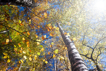 Fototapeta premium Leaves in the forest illuminated by the autumn sun.
