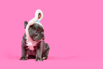 Young French Bulldog dog puppy with Easter bunny ears on pink background with copy space