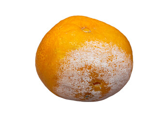 Moldy mandarin fruit on a transparent background. Tangerine png.