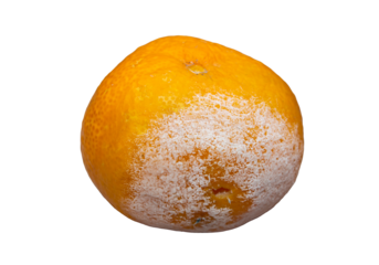Moldy mandarin fruit on a transparent background. Tangerine png.