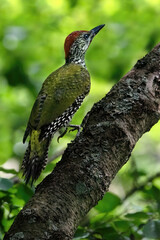 Green Woodpecker ( Picus Viridis )
