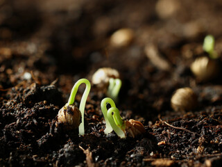Koriander Keimlinge sprießen aus den Samen