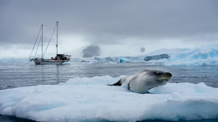 Fototapeta premium Leopard Seal by a Sailboat in Antarctica 
