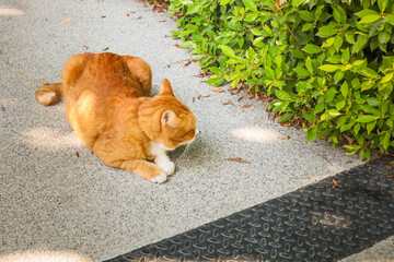 Young cat lies in a funny pose in garden,brown cat.