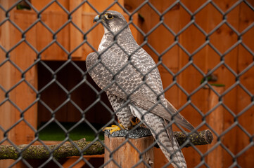 A Gyrfalcon perched on a branch behind a chain link fence