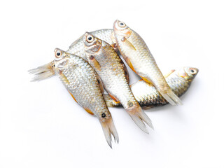 Swamp Barb or Puntius fish or Chola Barb or Puntius Chola fish isolated on white background.Sawm...