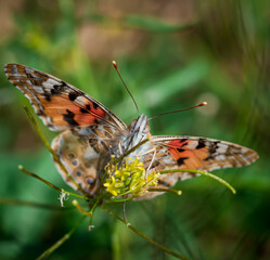 the painted lady butterfly sit on flower plant, nature's olympian 