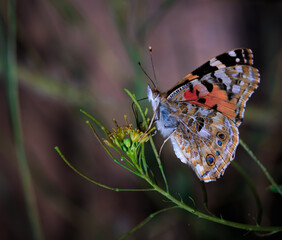 the painted lady butterfly sit on flower plant, nature's olympian 