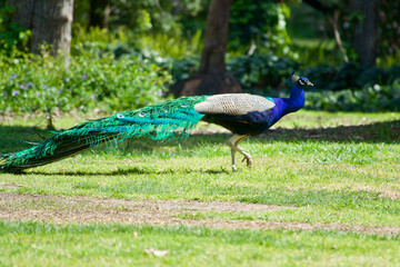 Fototapeta premium peacock in the park