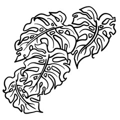 Monstera tropical green leaf drawing. Exotic nature palm plants theme illustration, decorative element for logo design, postcard, party invitation deco, restaurant menu, spa salon. Hand drawing.