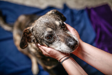 Old dog being held in the hands of care taker in dog shelter - obrazy, fototapety, plakaty