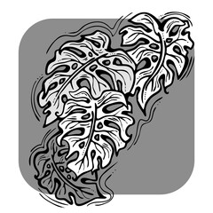 Monstera tropical green leaf drawing. Exotic nature palm plants theme illustration, decorative element for logo design, postcard, party invitation deco, restaurant menu, spa salon. Hand drawing.