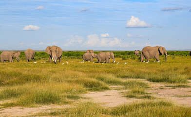 Fototapeta na wymiar elefantes, africa, safari, familia, animales