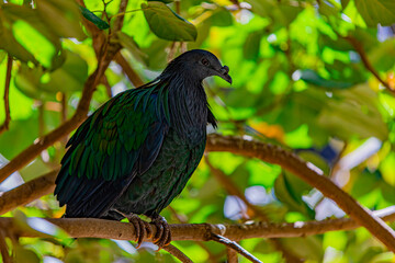 green bird on a branch
