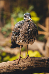 Sunbittern large tropical bird, beautiful exotic bird feathers brown forest animal, Eurypyga helias, nature wildlife small beak orange eyes, africa patterns 