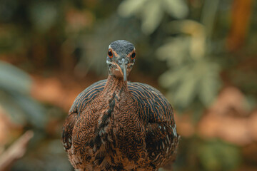 Sunbittern large tropical bird, beautiful exotic bird feathers brown forest animal, Eurypyga helias, nature wildlife small beak orange eyes, africa patterns 