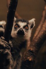 Lemur sitting in a dark enclosure, zoo animals monkeys primates, black and white fur small mammals