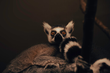 Lemur sitting in a dark enclosure, zoo animals monkeys primates, black and white fur small mammals