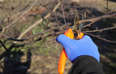Seasonal pruning trees with pruning shears. Gardener pruning a tree branch by secateurs in garden,...