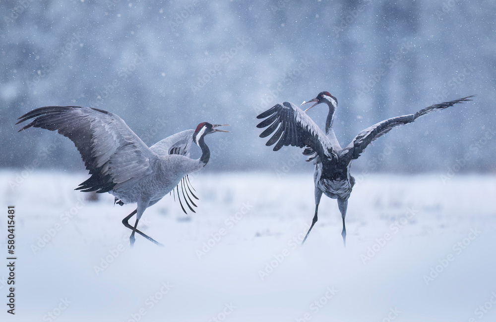 Canvas Prints common cranes bird ( grus grus )