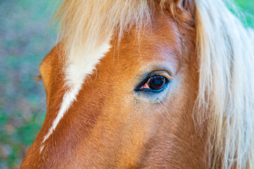 Haflinger - Pferd - Auge - Detail - Kopf