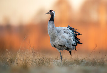 Common crane bird ( Grus grus )