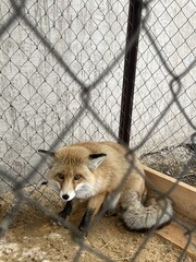 a fox in a cage. a domestic fox is sitting in an outdoor enclosure