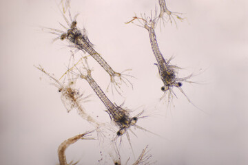 Shrimp, Zoea stage with dead shrimp of Vannamei shrimp in light microscope, Larvae under a microscope, White shrimp, Nauplius, zoea, Larvae. Background.