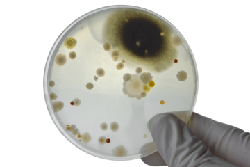 Hand with Petri dish or culture media with bacteria on white background with clipping, Test various germs, virus, Coronavirus, COVID-19, Microbial population count, Food science.