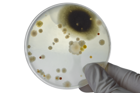 Hand with Petri dish or culture media with bacteria on white background with clipping, Test various germs, virus, Coronavirus, COVID-19, Microbial population count, Food science.