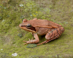 Wood Frog portrait, side view for ID purposes, Lithobates sylvaticus a.k.a. Rana sylvatica