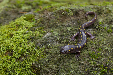 Spotted Salamander, Ambystoma maculatum, on mossy forest floor during breeding season, near a vernal pool - obrazy, fototapety, plakaty