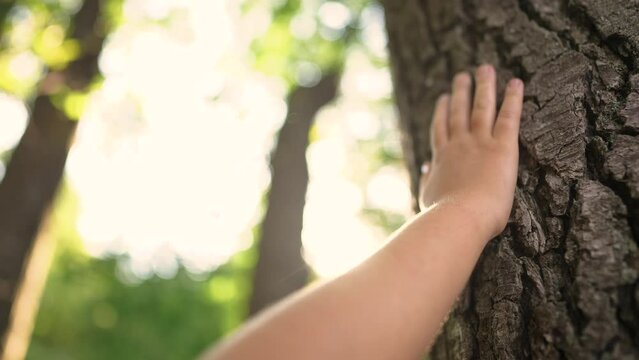 hand of a little ecologist child touches the trunk of a tree bark in a forest park. gentle touch of child on the trunk of a tree of life. Nature in caring hands: children protect lifestyle the forest