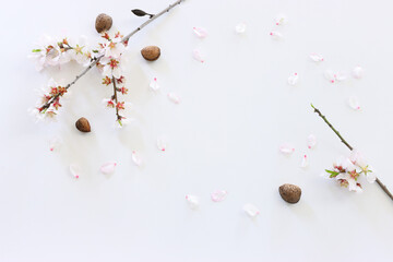 image of spring almond blossoms tree over isolated white background