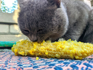 cat eating corn close up view