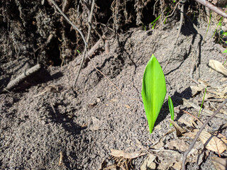 a shoot of a young plant in spring in the forest in sunlight