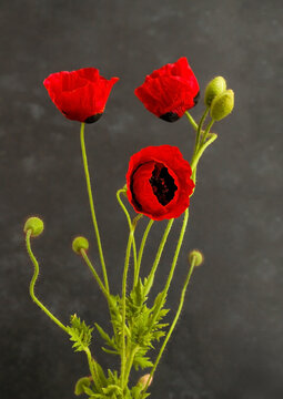 Fresh,red poppies with their buds on a dark blurred background.Vertical image