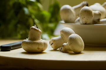 Common mushrooms (Agaricus bisporus) on a kitchen board with parsley in the background