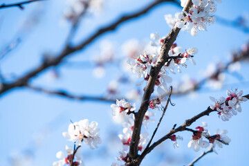 Fruit tree blossoms. Spring beginning background. Bokeh.