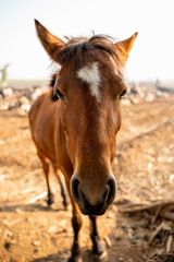 Close up of front face of brown horse during morning. Used selective focus.