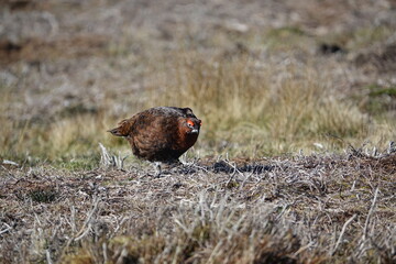 male red grouse (Lagopus scotica) upland moors of UK during springtime